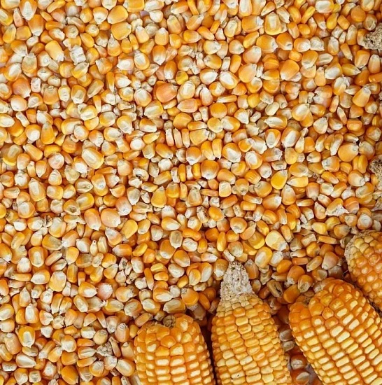 Кукуруза кормовая 30 кг мешок